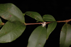 Eugenia cotinifolia subsp. phyllyraeoides